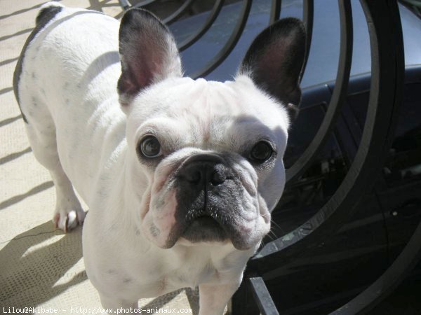 Photo de Bouledogue franais