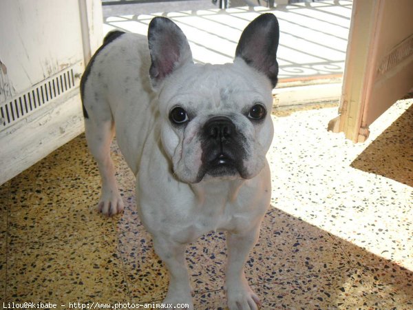 Photo de Bouledogue franais