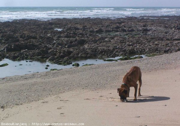 Photo de Boxer