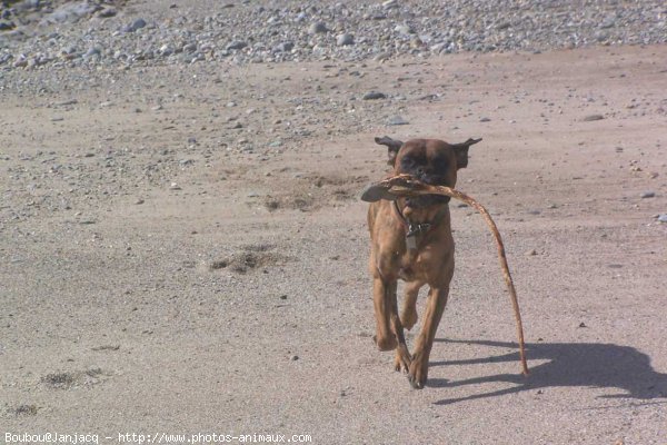 Photo de Boxer