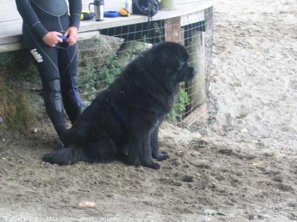 Photo de Chien de terre-neuve