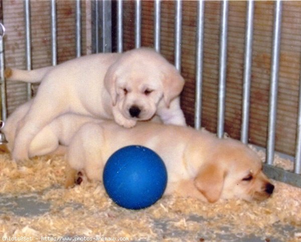 Photo de Labrador retriever