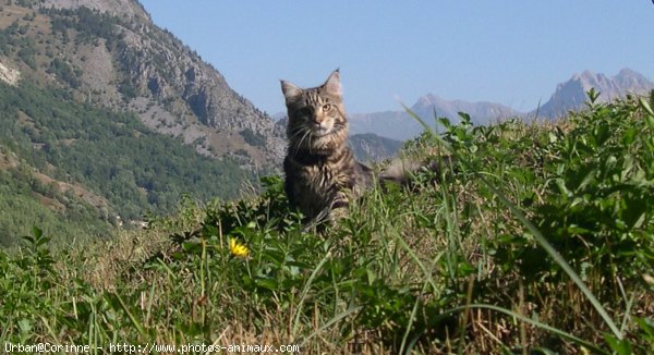 Photo de Maine coon