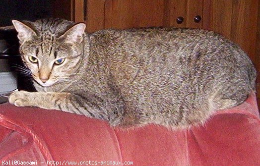 Photo d'Ocicat