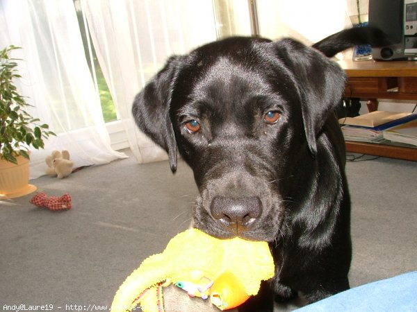 Photo de Labrador retriever