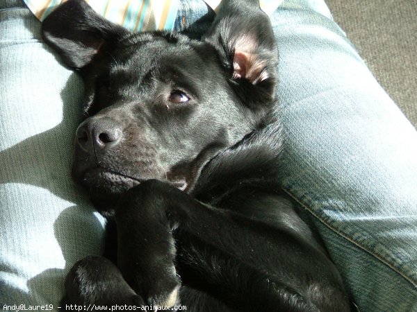 Photo de Labrador retriever