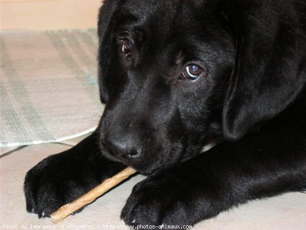 Photo de Labrador retriever