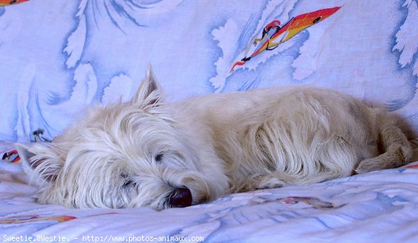 Photo de West highland white terrier