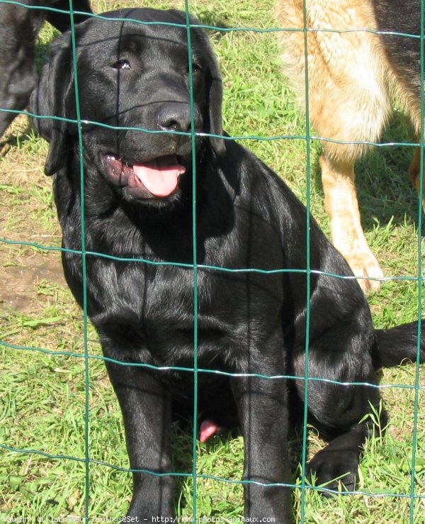 Photo de Labrador retriever