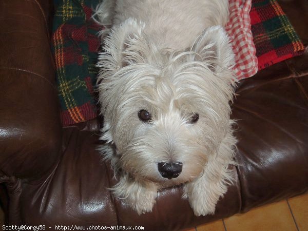 Photo de West highland white terrier