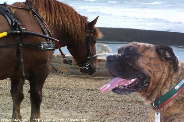 Photo de Boxer