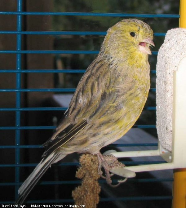 Photo de Canari