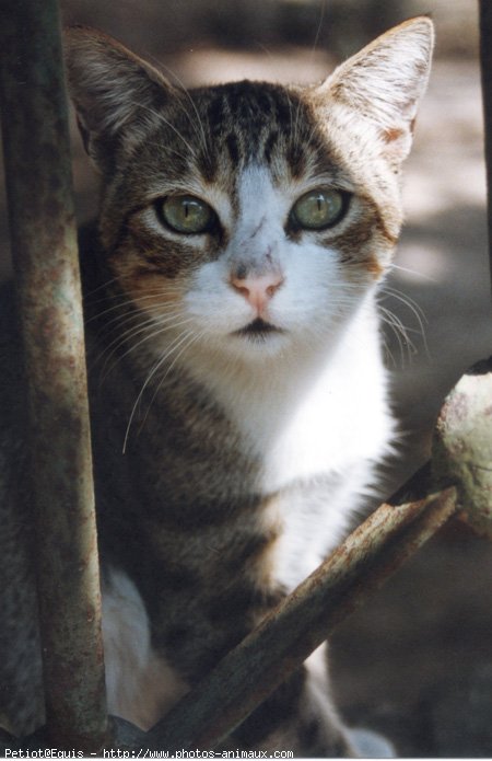 Photo de Chat domestique