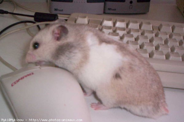 Photo de Hamster