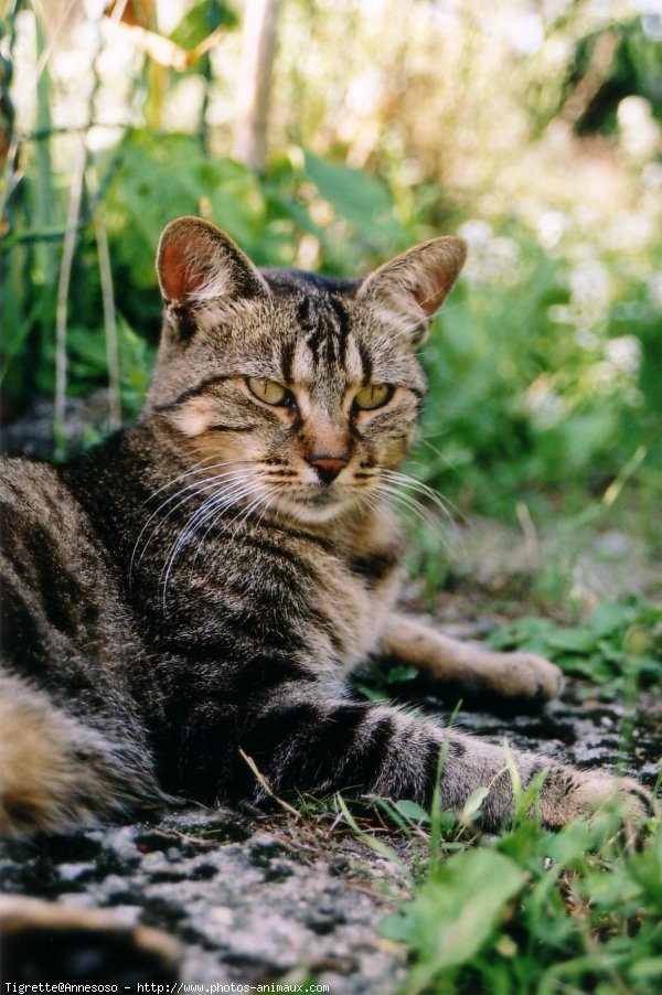 Photo de Chat domestique