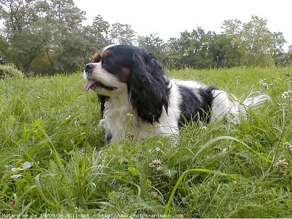 Photo de Cavalier king charles spaniel