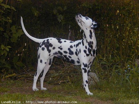 Photo de Dalmatien