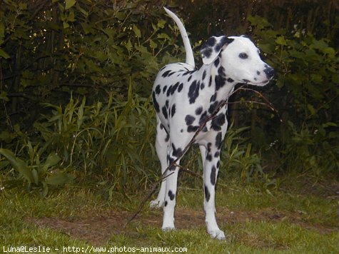 Photo de Dalmatien