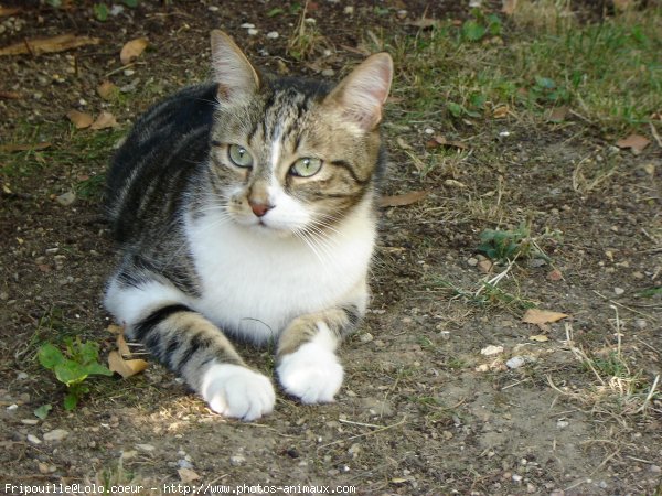 Photo de Chat domestique