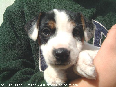 Photo de Jack russell terrier