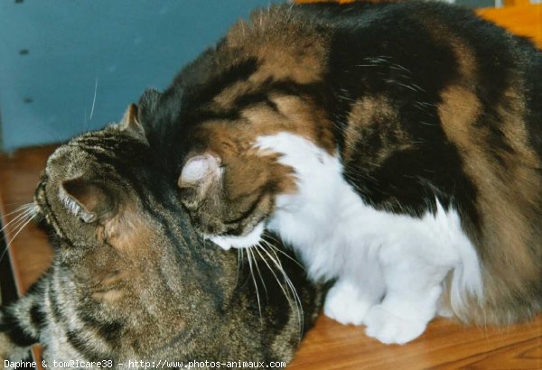 Photo de Chat domestique