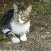 Photo de Chat domestique