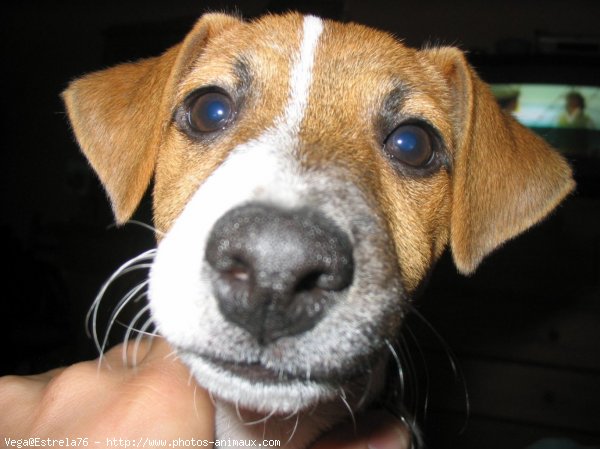 Photo de Jack russell terrier