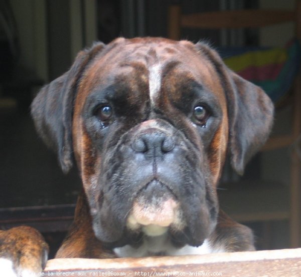 Photo de Boxer