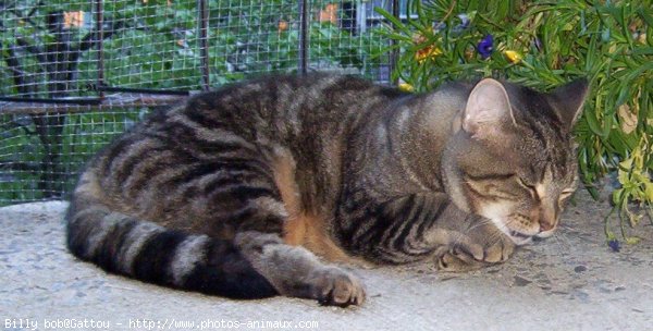 Photo de Chat domestique