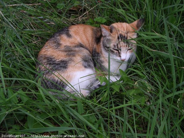 Photo de Chat domestique