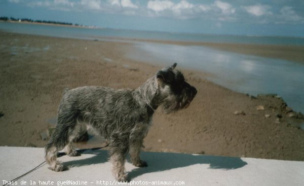 Photo de Schnauzer gant