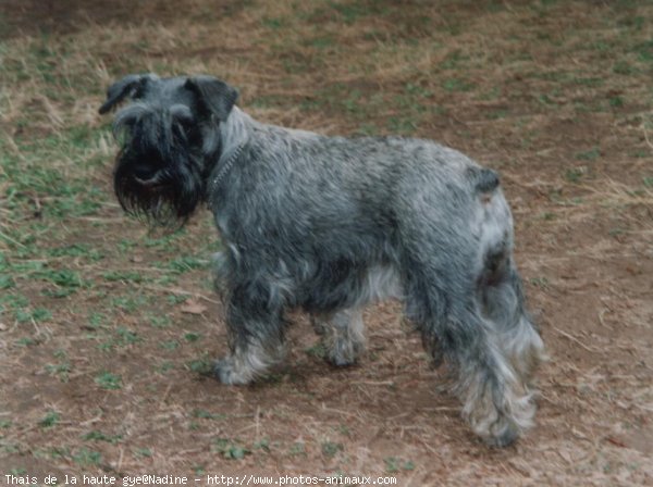 Photo de Schnauzer gant