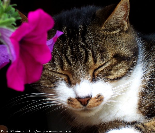 Photo de Chat domestique