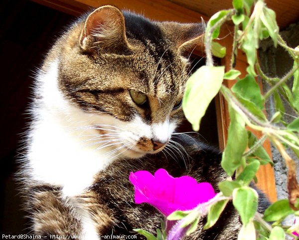 Photo de Chat domestique