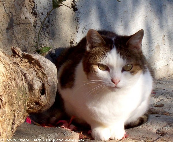 Photo de Chat domestique