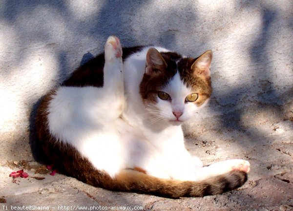 Photo de Chat domestique