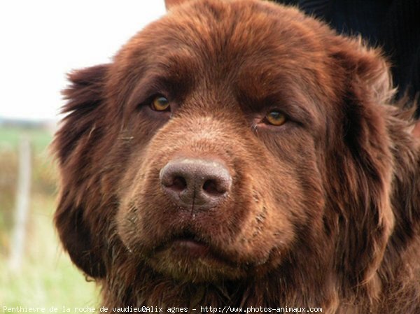 Photo de Chien de terre-neuve