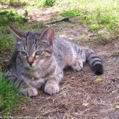 Photo de Chat domestique