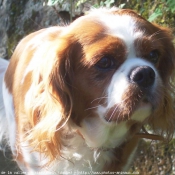 Photo de Cavalier king charles spaniel