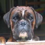 Photo de Boxer