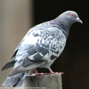 Photo de Pigeon