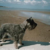 Photo de Schnauzer gant