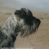 Photo de Schnauzer gant