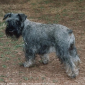 Photo de Schnauzer gant