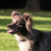 Photo de Chien de berger des pyrenes  poil long