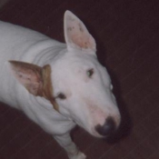 Photo de Bull terrier miniature