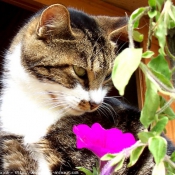 Photo de Chat domestique