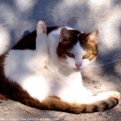 Photo de Chat domestique