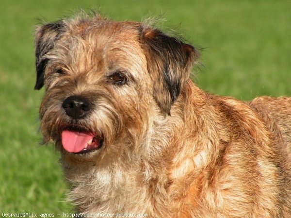 Photo de Border terrier