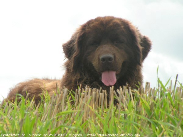 Photo de Chien de terre-neuve